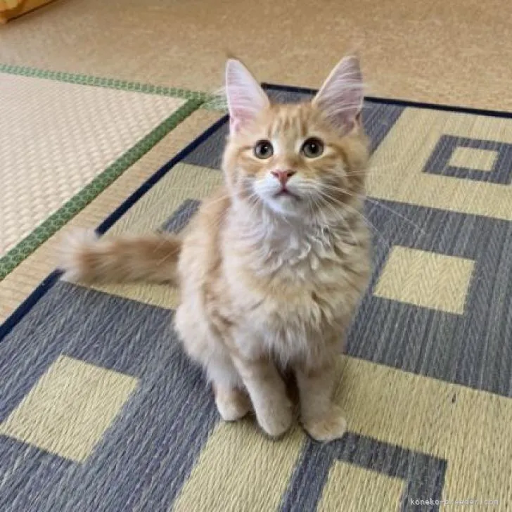 ID:2206-00437の子猫