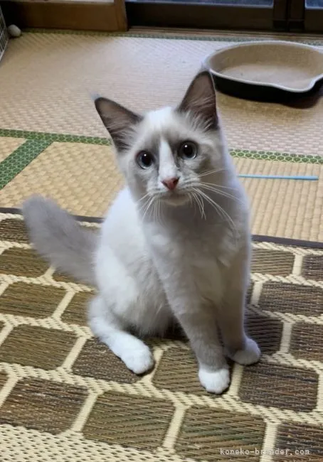 ID:2106-00509の子猫
