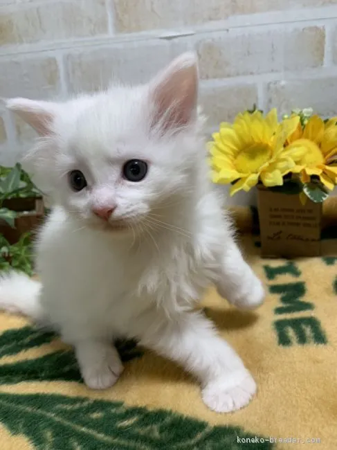 ID：2002-00129の子猫