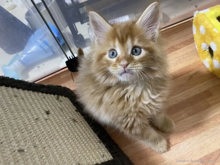 オータム 様のお迎えした子猫