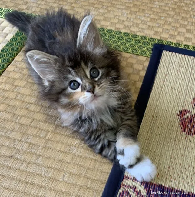 ID:2008-01012の子猫