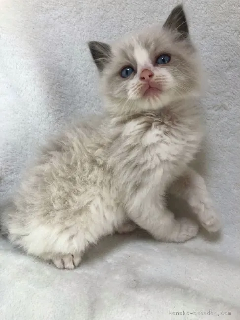 ID：1902-00456の子猫