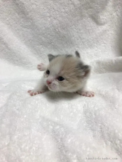 ID：1901-01354の子猫
