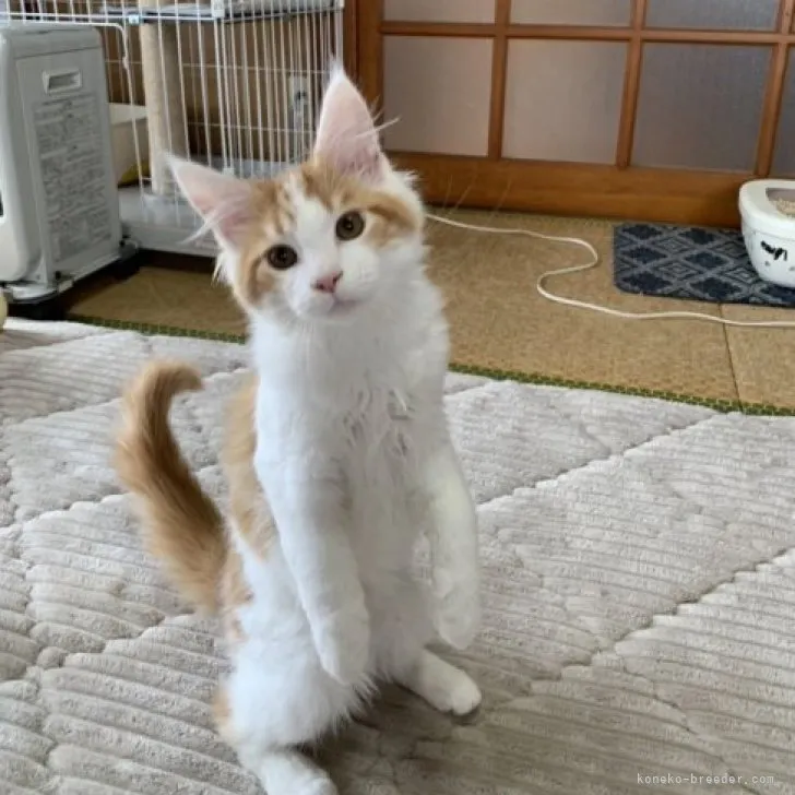 ID：2301-00797の子猫