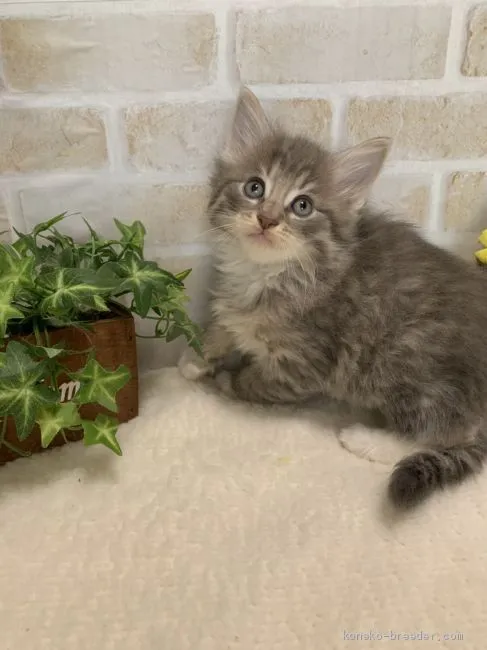 ID：2002-01189の子猫