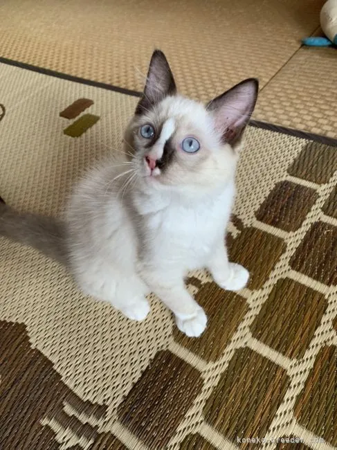 ID:2109-00771の子猫