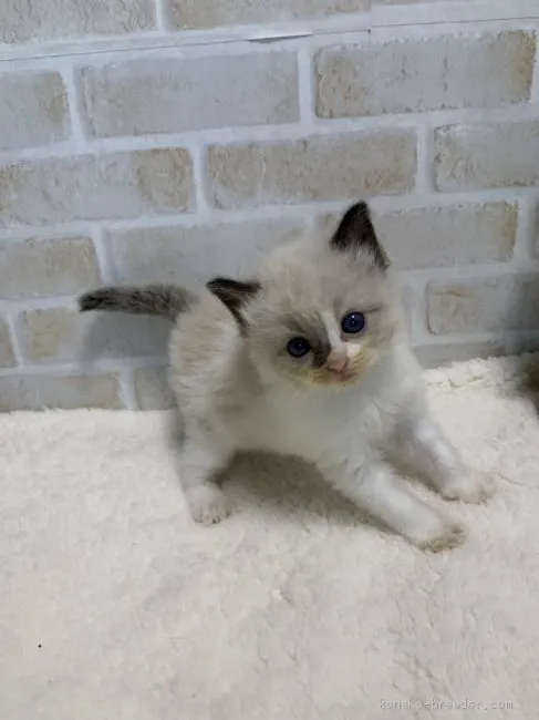 ID:2008-00109の子猫