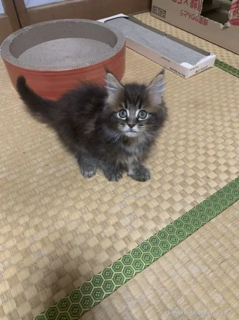 ID：2010-01890の子猫
