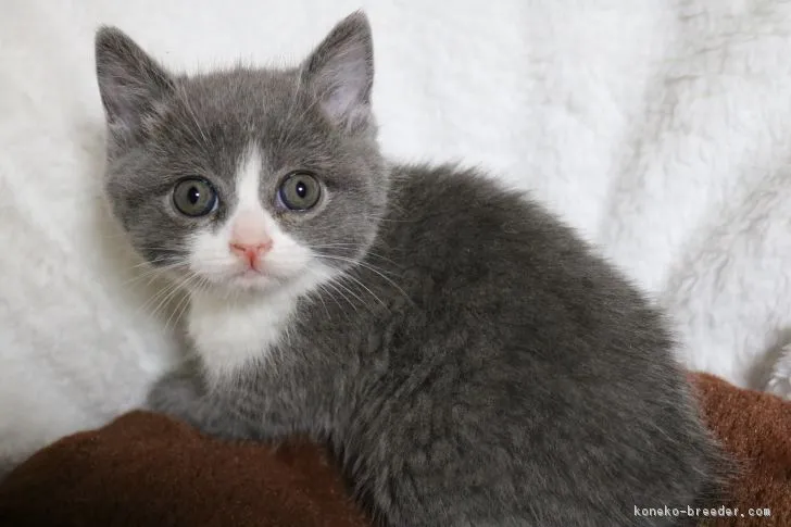 ID:1802-00643の子猫