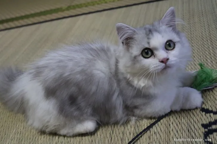 ID：1805-00536の子猫