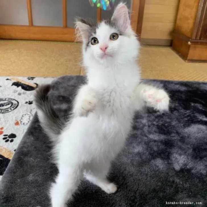 ID:2206-01945の子猫