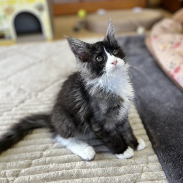 メインクーン【茨城県・女の子・2024年2月20日・ブラックスモーク&ホワイト】の写真「ハチワレレアカラーの美人さん！靴下はいてます！」
