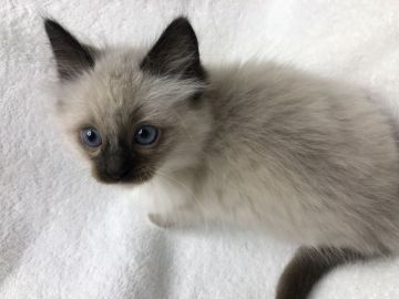 ラグドール【茨城県・男の子・2018年12月26日・シールポイントミテッド】の写真「4匹のふわもこ兄弟!!」