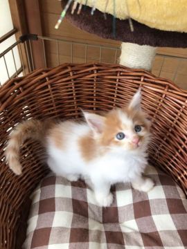 メインクーン【茨城県・男の子・2017年5月9日・レッドタビー&ホワイト】の写真「毛ぶきが良いです！　パパそっくりの末っ子(＾＾*)」