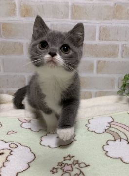 ブリティッシュショートヘア【茨城県・男の子・2019年1月25日・ブルー&ホワイト】の写真「とっても可愛いお顔です!!」