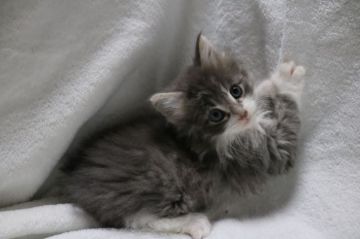 ノルウェージャンフォレストキャット【茨城県・男の子・2018年12月25日・ブルータビー&ホワイト】の写真「おめめの大きな3兄弟です！」