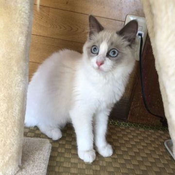 ラグドール【茨城県・女の子・2018年7月21日・ブルーポイントバイカラー】の写真「甘えん坊で元気な可愛い女の子です!!」