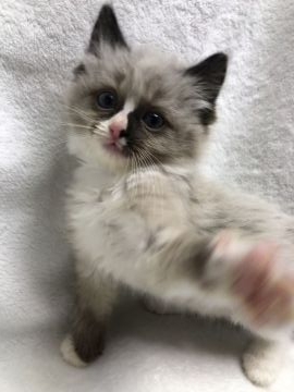 ラグドール【茨城県・女の子・2018年12月26日・シールポイントミテッド】の写真「4匹のふわもこ兄弟です!!」