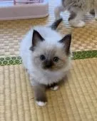ラグドール【茨城県・女の子・2019年5月12日・】の写真1「6月12日撮影」