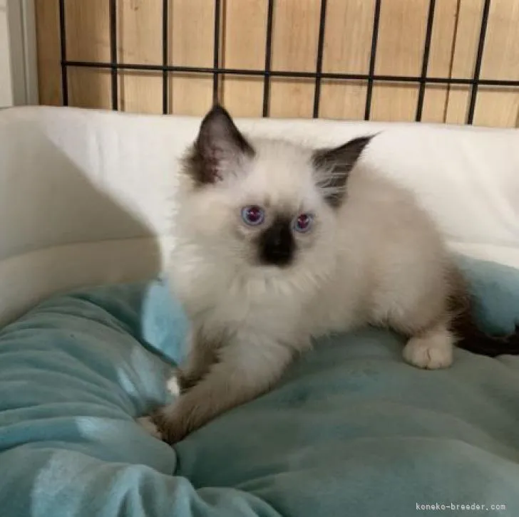 ID:2209-02251の子猫