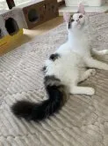 メインクーン【茨城県・男の子・2022年11月30日・】の写真2