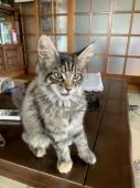 メインクーン【茨城県・女の子・2019年4月2日・】の写真3
