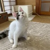 メインクーン【茨城県・男の子・2022年11月30日・】の写真4