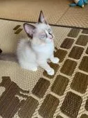 ラグドール【茨城県・男の子・2021年6月26日・シールポイントバイカラー】の写真5