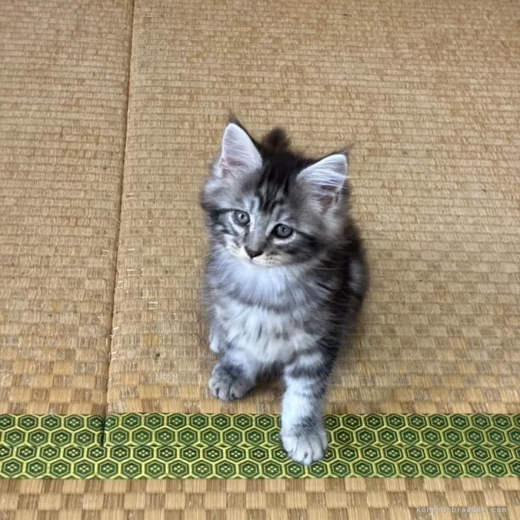 メインクーン【茨城県・女の子・2025年8月5日・シルバータビー】の写真1