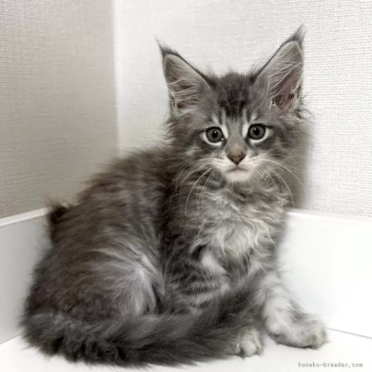 ID：2507-02919の子猫