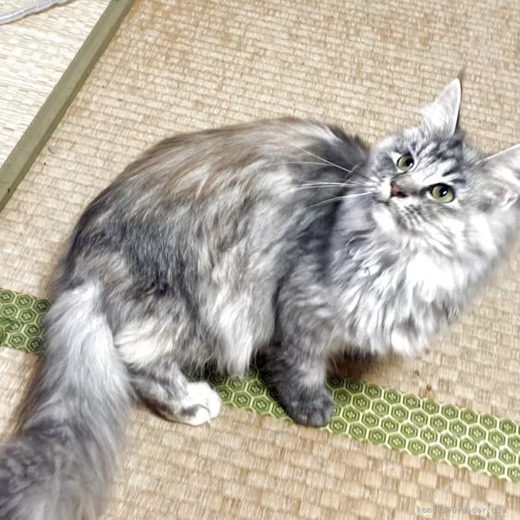 ID：2507-02925の子猫