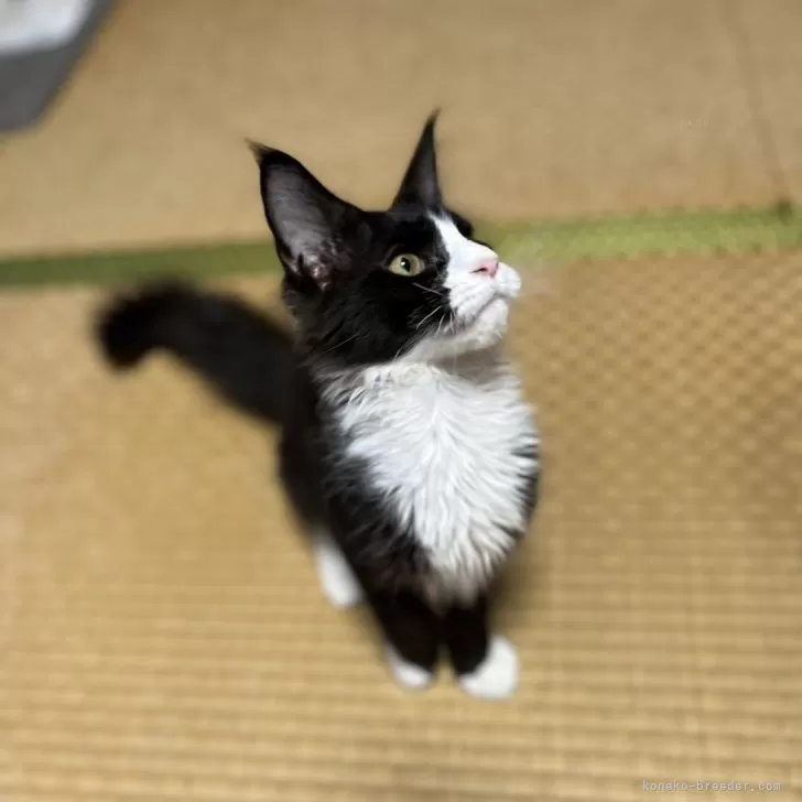 ID：2505-03396の子猫