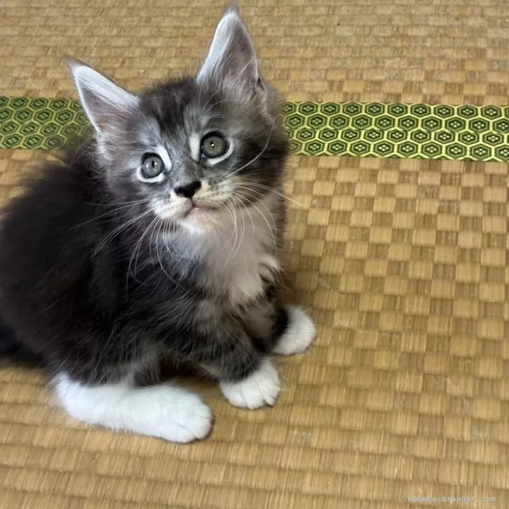 ID:2509-02278の子猫