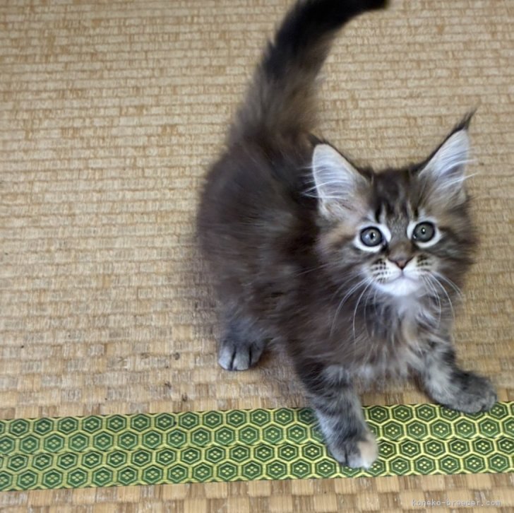 ブリーダー画像