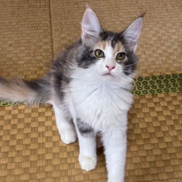 メインクーン【茨城県・女の子・2025年6月15日・ダイリュートキャリコ】の写真「愛嬌たっぷりとても人懐っこいです！」