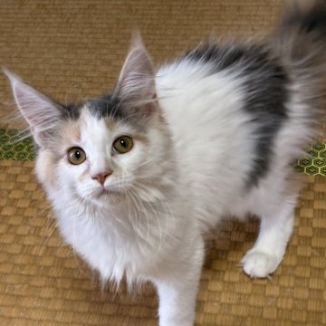 メインクーン【茨城県・女の子・2025年6月15日・ダイリュートキャリコ】の写真「人懐っこくて天真爛漫なこです！！」