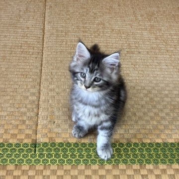 メインクーン【茨城県・女の子・2025年8月5日・シルバータビー】の写真「タイプもよく顔も可愛いです！」