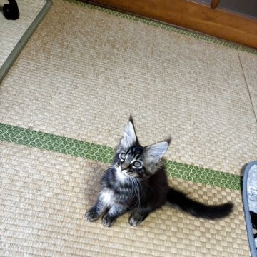 メインクーン【茨城県・女の子・2025年8月9日・ブラウンティックドタビー】の写真「タイプもお顔も性格もよし！」