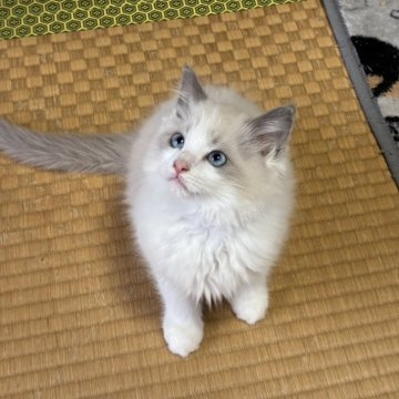 ラグドール【茨城県・男の子・2025年8月27日・ブルーポイントバイカラー】の写真「人懐っこい子です！」