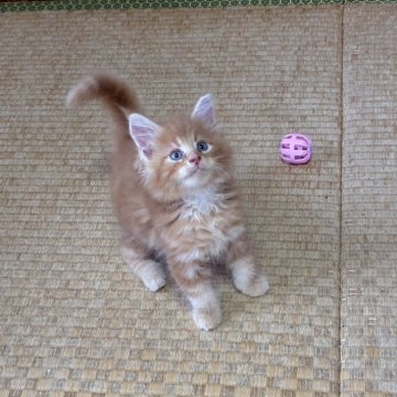 メインクーン【茨城県・男の子・2025年8月5日・レッドタビー】の写真「タイプ良し！大きくなると思います」