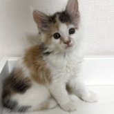 メインクーン