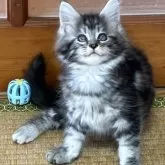 メインクーン【茨城県・女の子・2025年8月5日・シルバータビー】の写真2