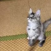 メインクーン【茨城県・女の子・2025年6月15日・シルバーパッチドタビー】の写真2