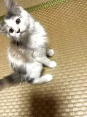 メインクーン【茨城県・女の子・2025年6月15日・ダイリュートキャリコ】の写真2