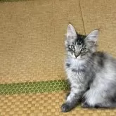 メインクーン【茨城県・女の子・2025年6月15日・シルバーパッチドタビー】の写真4