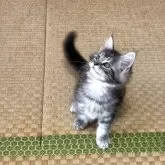 メインクーン【茨城県・女の子・2025年8月5日・シルバータビー】の写真5