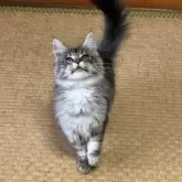 メインクーン【茨城県・女の子・2025年8月5日・シルバータビー】の写真7