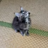 メインクーン【茨城県・女の子・2025年8月19日・ブラウンパッチドタビー】の写真7