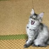 メインクーン【茨城県・女の子・2025年6月15日・シルバーパッチドタビー】の写真7