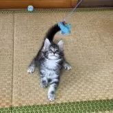 メインクーン【茨城県・女の子・2025年8月5日・シルバータビー】の写真7